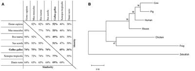 The Long Pentraxin PTX3 Is of Major Importance Among <mark class="highlighted">Acute Phase Proteins</mark> in Chickens
